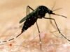 Sul da Austrália alerta sobre surto de mosquitos após fortes chuvas e clima quente