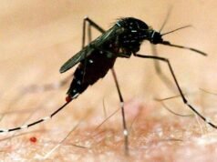 Sul da Austrália alerta sobre surto de mosquitos após fortes chuvas e clima quente