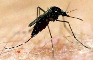 Sul da Austrália alerta sobre surto de mosquitos após fortes chuvas e clima quente