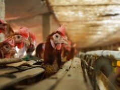 Ovos e aves indonésios proibidos de entrar na Arábia Saudita, o Ministério do Comércio garante que isso não aconteça devido a questões halal