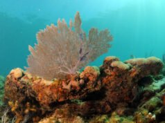 Governo dos EUA está acelerando colapso de recifes de coral, alertam cientistas
