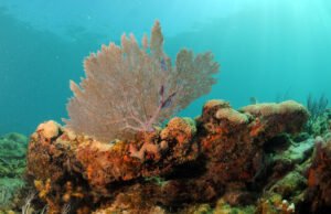 Governo dos EUA está acelerando colapso de recifes de coral, alertam cientistas