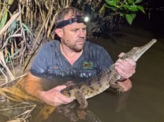 Crocodilo encontrado em riacho australiano a 2.000 km de habitat tropical: ‘Pensei que fosse um tronco’