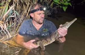 Crocodilo encontrado em riacho australiano a 2.000 km de habitat tropical: ‘Pensei que fosse um tronco’