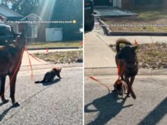 O dono tenta pegar o gato no trem, mas o cachorro decide que é ele quem cuida da educação