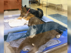 Cães com vínculo de 12 anos acabam juntos em um abrigo – por que desgosto?