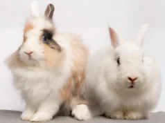 Shelter Star deste mês: Julius e Corinne, os coelhos angorá unidos.