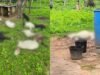 Mais de 10 cabras foram atacadas por cães na zona rural da cidade do Piauí