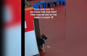 O coração do dono derrete ao perceber o que o cachorro faz no primeiro dia na creche