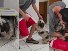 Cachorro perdido volta para casa após encontrar seu dono na delegacia