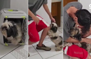 Cachorro perdido volta para casa após encontrar seu dono na delegacia