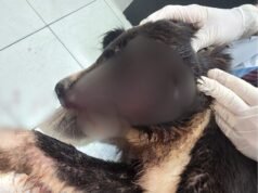 Denúncia de maus-tratos a cachorro no canil da Prefeitura foi investigada dentro do AC