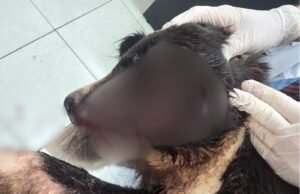 Denúncia de maus-tratos a cachorro no canil da Prefeitura foi investigada dentro do AC
