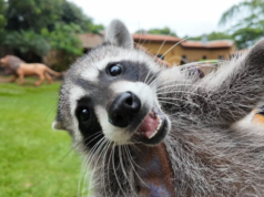 Nascimento inédito de um guaxinim norte-americano no Brasil foi registrado em zoológicos do interior de Sp