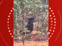 Uma onça preta observa o carro passar pela fazenda MT passando pelo mato; vídeo