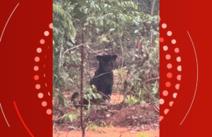 Uma onça preta observa o carro passar pela fazenda MT passando pelo mato; vídeo