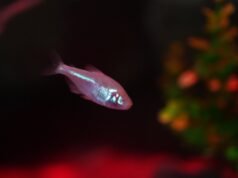 Peixe cavernícola que perde os olhos cedo e é avistado em Balneário Camboriú