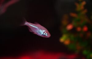 Peixe cavernícola que perde os olhos cedo e é avistado em Balneário Camboriú