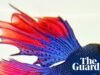 ‘Enchi uma tigela de cerâmica branca e coloquei cuidadosamente o peixe dentro’: as melhores fotos do telefone de Rashid Sherif | fotografia
