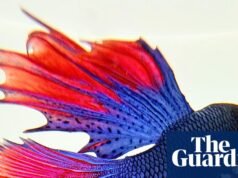 ‘Enchi uma tigela de cerâmica branca e coloquei cuidadosamente o peixe dentro’: as melhores fotos do telefone de Rashid Sherif | fotografia