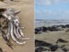 Algas identificadas como ‘tóxicas’ por trás do desastre costeiro ‘catastrófico’ do Sul da Austrália. O que isto significa