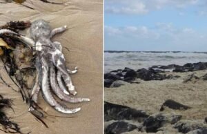 Algas identificadas como ‘tóxicas’ por trás do desastre costeiro ‘catastrófico’ do Sul da Austrália. O que isto significa
