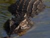 Uma investigação foi lançada sobre os cuidadores de um homem acusado de jogar um bebê no recinto de crocodilos do zoológico Johnson of Old Hurst, em Cambridgeshire.