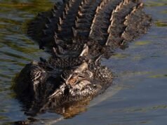 Uma investigação foi lançada sobre os cuidadores de um homem acusado de jogar um bebê no recinto de crocodilos do zoológico Johnson of Old Hurst, em Cambridgeshire.