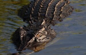 Uma investigação foi lançada sobre os cuidadores de um homem acusado de jogar um bebê no recinto de crocodilos do zoológico Johnson of Old Hurst, em Cambridgeshire.