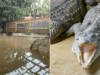 Dono de zoológico britânico fala após criança supostamente jogada em jaula de crocodilo