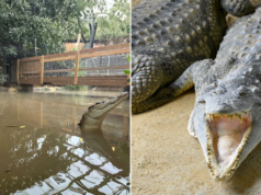 Dono de zoológico britânico fala após criança supostamente jogada em jaula de crocodilo