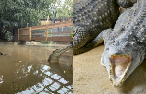 Dono de zoológico britânico fala após criança supostamente jogada em jaula de crocodilo