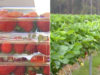 O governo federal está lutando para tranquilizar os australianos sobre os planos de aumentar os pesticidas nas frutas vermelhas nas fazendas