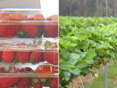 O governo federal está lutando para tranquilizar os australianos sobre os planos de aumentar os pesticidas nas frutas vermelhas nas fazendas