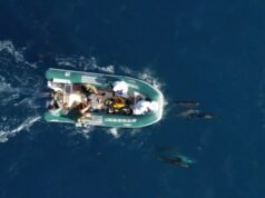Pesquisa avalia saúde de golfinhos e aves em Fernando de Noronha