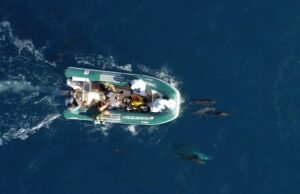 Pesquisa avalia saúde de golfinhos e aves em Fernando de Noronha