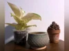 Escolha o vaso certo para sua planta