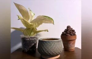 Escolha o vaso certo para sua planta