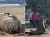 O trágico destino de Freya, a Morsa, está preocupando os cientistas à medida que a fama de Nilo, a Foca, continua a crescer