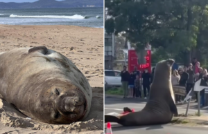 O trágico destino de Freya, a Morsa, está preocupando os cientistas à medida que a fama de Nilo, a Foca, continua a crescer
